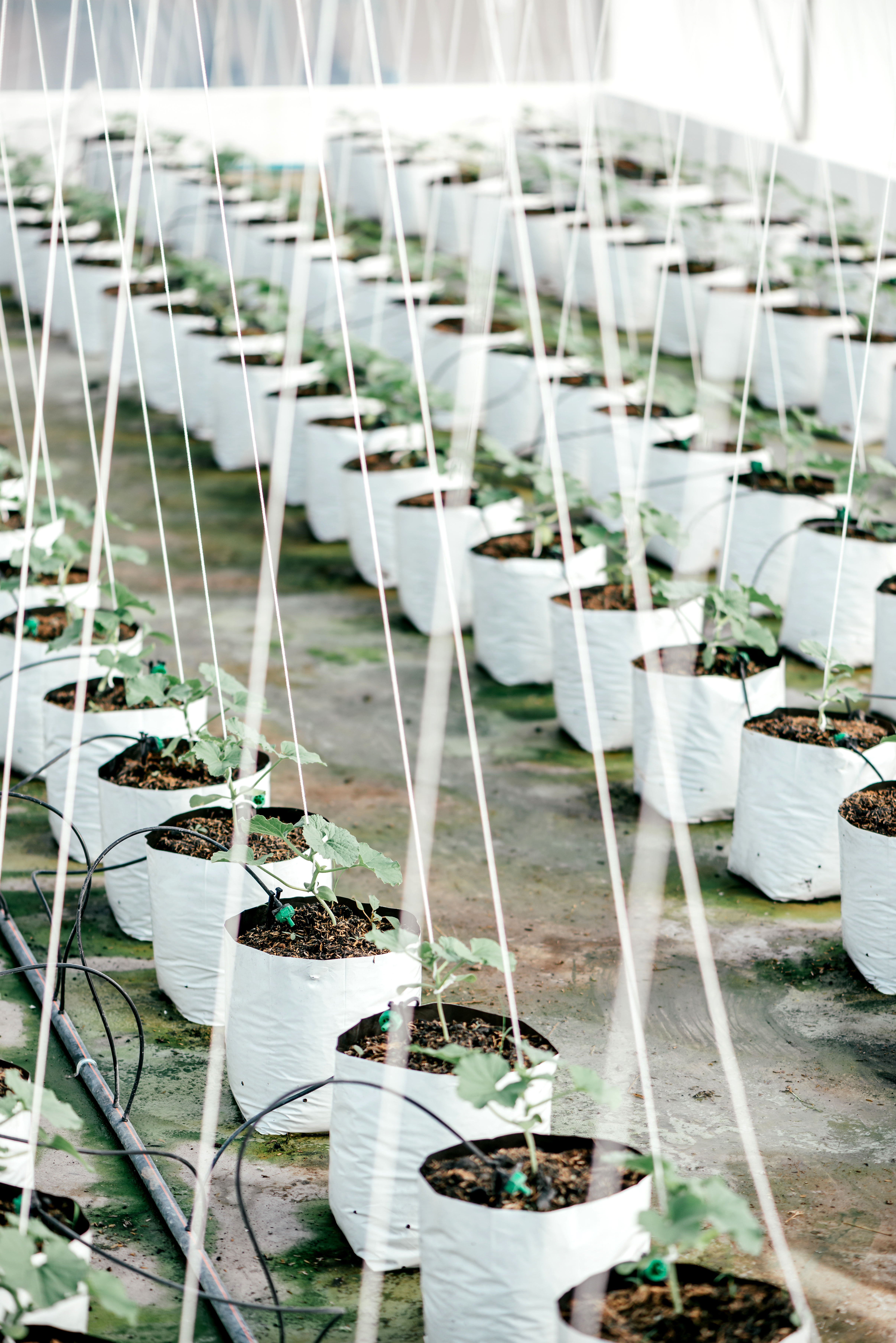 Greenhouse